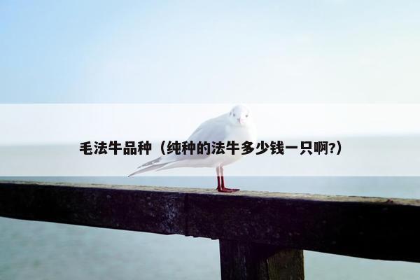 毛法牛品种（纯种的法牛多少钱一只啊?）