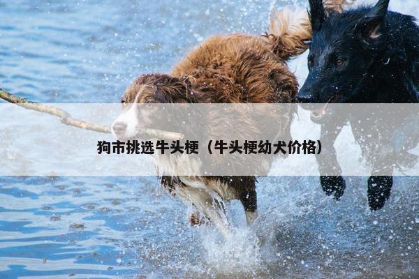 狗市挑选牛头梗（牛头梗幼犬价格）