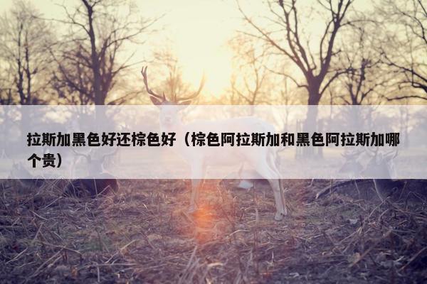 拉斯加黑色好还棕色好（棕色阿拉斯加和黑色阿拉斯加哪个贵）