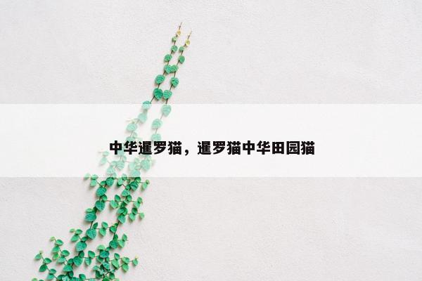 中华暹罗猫，暹罗猫中华田园猫