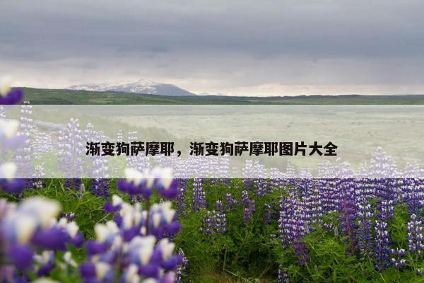 渐变狗萨摩耶，渐变狗萨摩耶图片大全