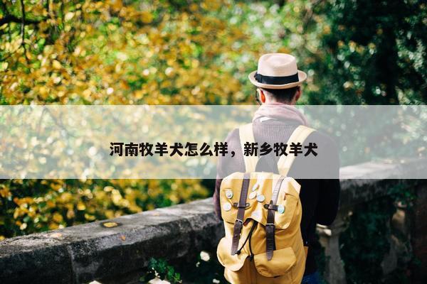 河南牧羊犬怎么样，新乡牧羊犬