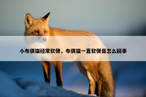 小布偶猫经常软便，布偶猫一直软便是怎么回事