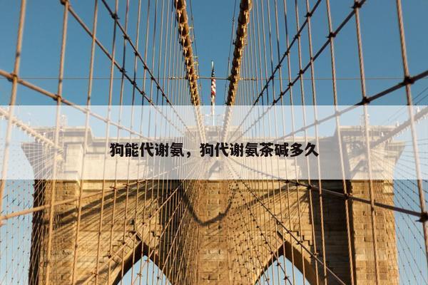 狗能代谢氨，狗代谢氨茶碱多久