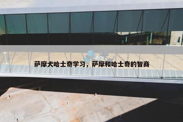 萨摩犬哈士奇学习，萨摩和哈士奇的智商