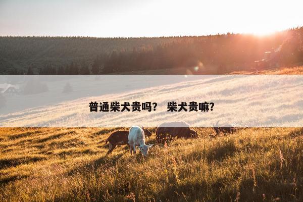 普通柴犬贵吗？ 柴犬贵嘛？