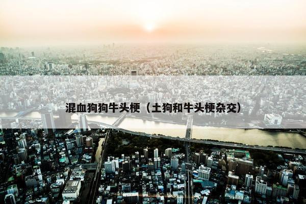 混血狗狗牛头梗（土狗和牛头梗杂交）