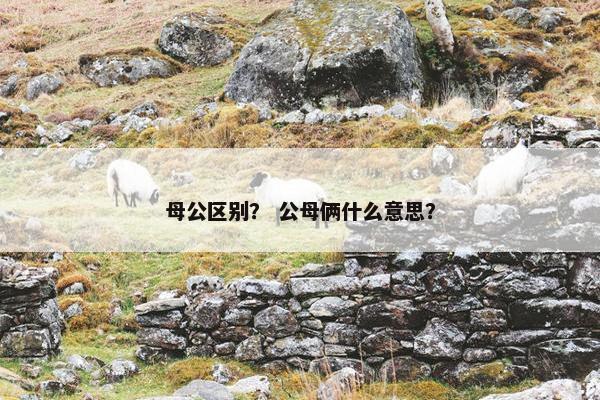 母公区别？ 公母俩什么意思？