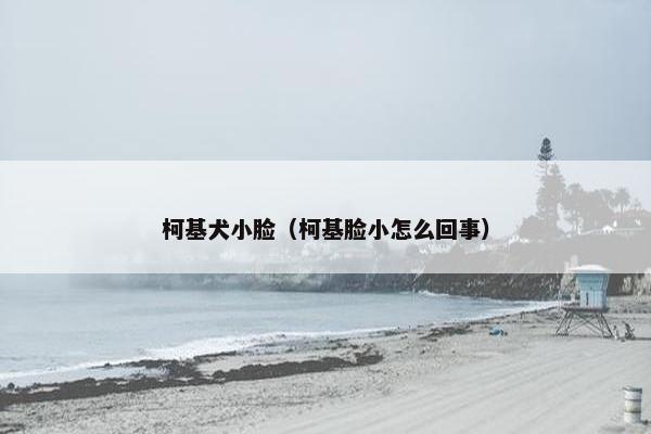 柯基犬小脸（柯基脸小怎么回事）