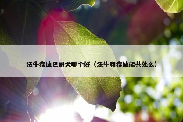 法牛泰迪巴哥犬哪个好（法牛和泰迪能共处么）