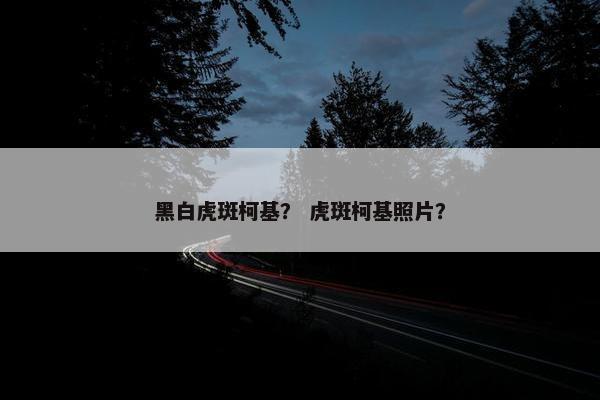 黑白虎斑柯基？ 虎斑柯基照片？