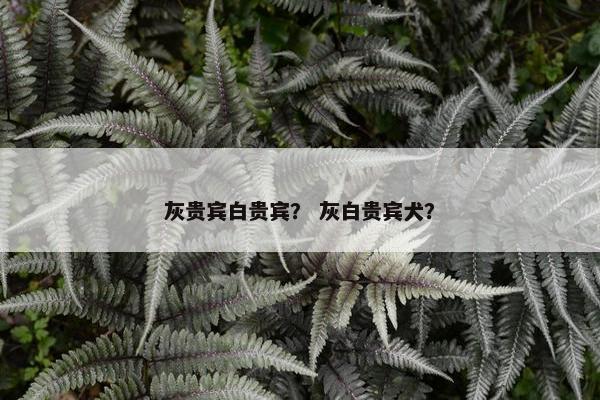 灰贵宾白贵宾？ 灰白贵宾犬？