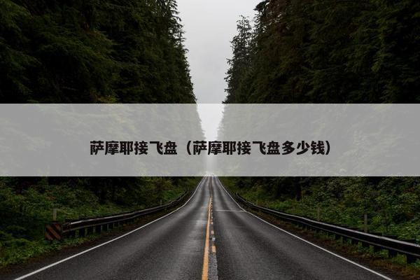 萨摩耶接飞盘（萨摩耶接飞盘多少钱）