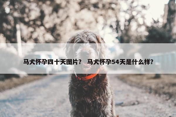马犬怀孕四十天图片？ 马犬怀孕54天是什么样？