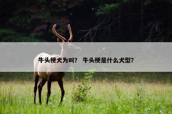 牛头梗犬为叫？ 牛头梗是什么犬型？