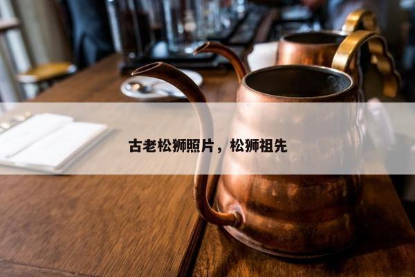 古老松狮照片，松狮祖先
