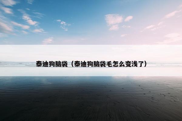 泰迪狗脑袋（泰迪狗脑袋毛怎么变浅了）