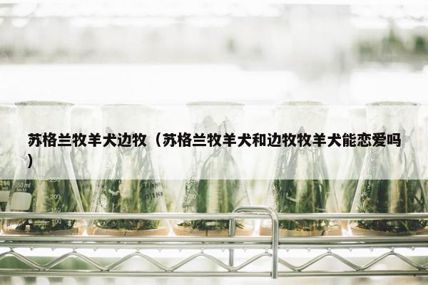 苏格兰牧羊犬边牧（苏格兰牧羊犬和边牧牧羊犬能恋爱吗）