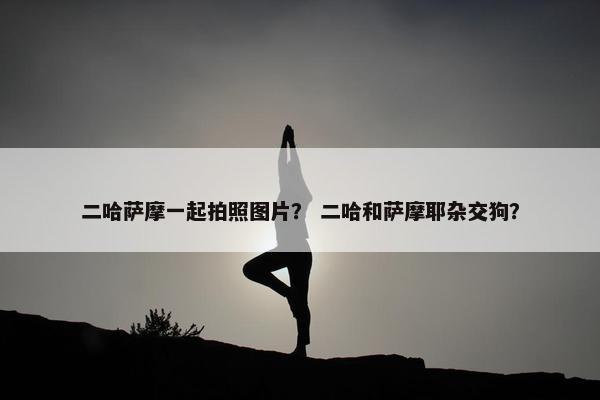 二哈萨摩一起拍照图片？ 二哈和萨摩耶杂交狗？
