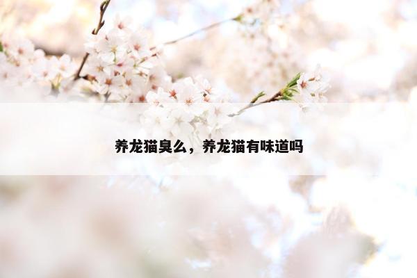 养龙猫臭么，养龙猫有味道吗