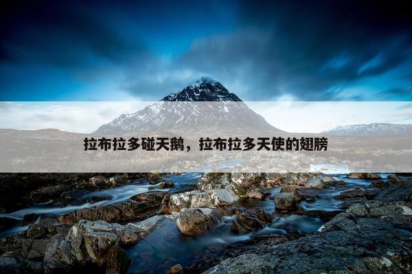 拉布拉多碰天鹅，拉布拉多天使的翅膀