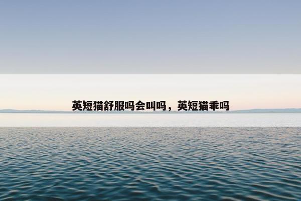 英短猫舒服吗会叫吗，英短猫乖吗