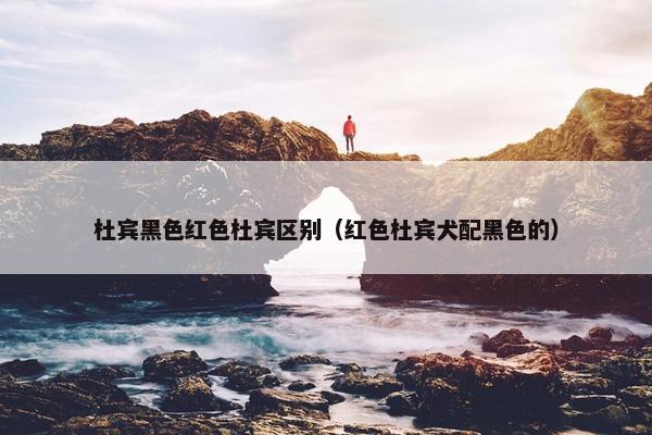 杜宾黑色红色杜宾区别（红色杜宾犬配黑色的）