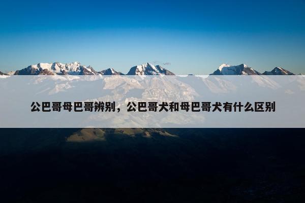 公巴哥母巴哥辨别，公巴哥犬和母巴哥犬有什么区别