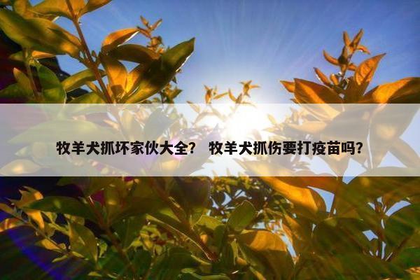 牧羊犬抓坏家伙大全？ 牧羊犬抓伤要打疫苗吗？