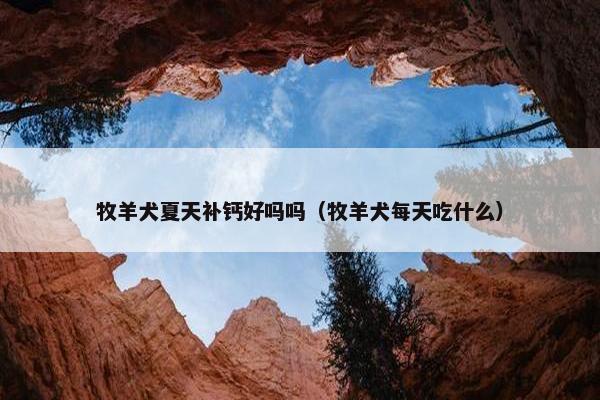 牧羊犬夏天补钙好吗吗（牧羊犬每天吃什么）