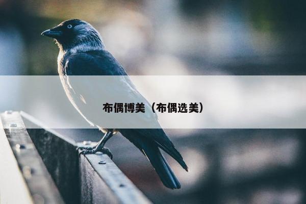 布偶博美（布偶选美）
