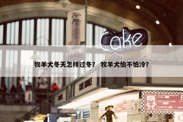 牧羊犬冬天怎样过冬？ 牧羊犬怕不怕冷？