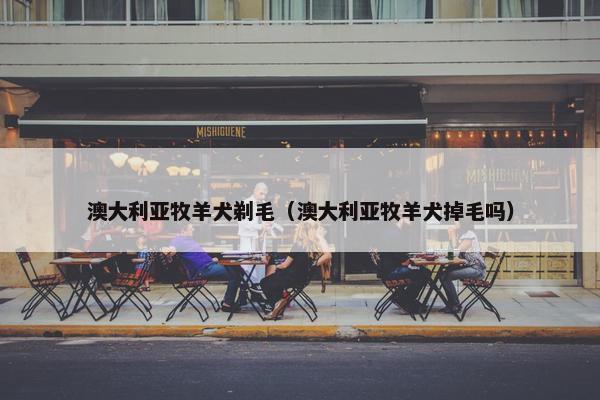 澳大利亚牧羊犬剃毛（澳大利亚牧羊犬掉毛吗）
