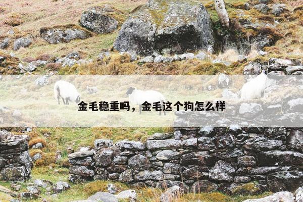 金毛稳重吗，金毛这个狗怎么样