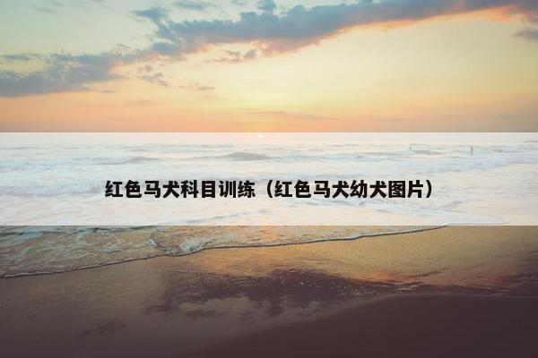 红色马犬科目训练（红色马犬幼犬图片）