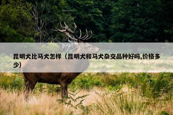 昆明犬比马犬怎样（昆明犬和马犬杂交品种好吗,价格多少）