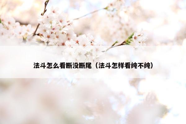 法斗怎么看断没断尾（法斗怎样看纯不纯）