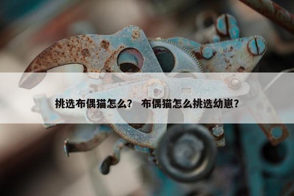 挑选布偶猫怎么？ 布偶猫怎么挑选幼崽？