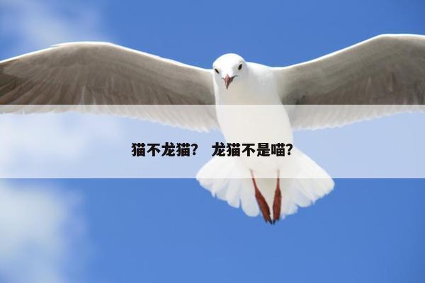 猫不龙猫？ 龙猫不是喵？