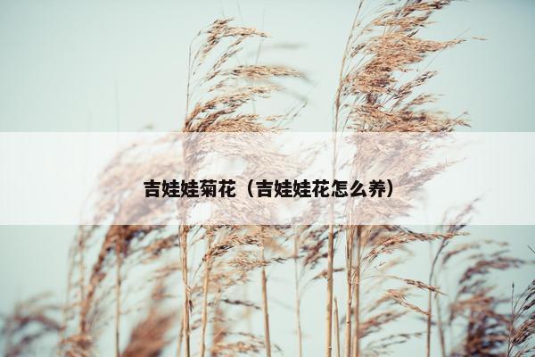 吉娃娃菊花（吉娃娃花怎么养）