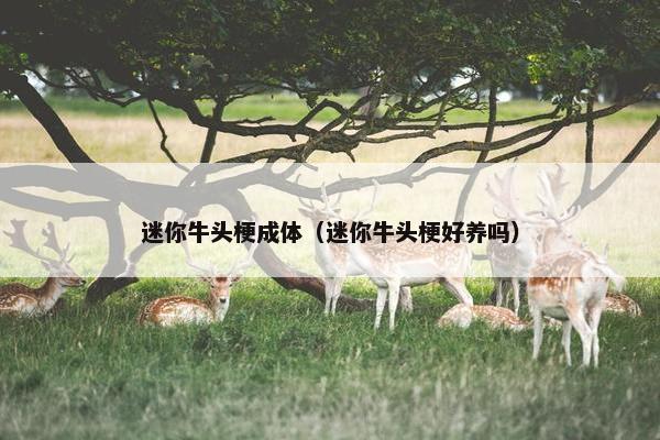 迷你牛头梗成体（迷你牛头梗好养吗）