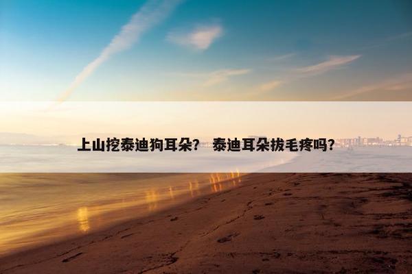 上山挖泰迪狗耳朵？ 泰迪耳朵拔毛疼吗？