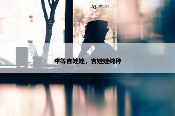 中等吉娃娃，吉娃娃纯种