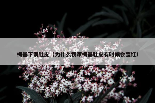 柯基下雨肚皮（为什么我家柯基肚皮有时候会变红）