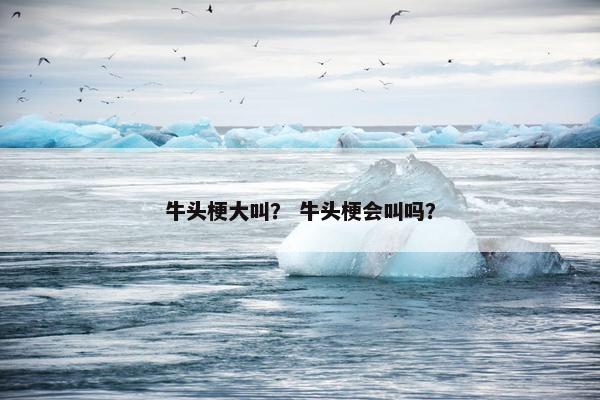 牛头梗大叫？ 牛头梗会叫吗？