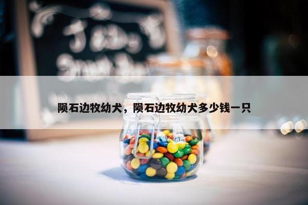 陨石边牧幼犬，陨石边牧幼犬多少钱一只