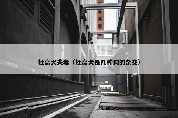 杜高犬夫妻（杜高犬是几种狗的杂交）