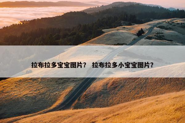 拉布拉多宝宝图片？ 拉布拉多小宝宝图片？