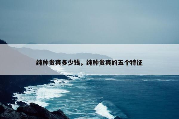 纯种贵宾多少钱，纯种贵宾的五个特征