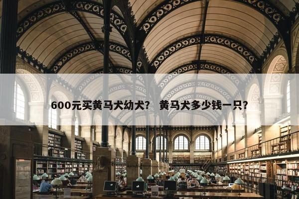 600元买黄马犬幼犬？ 黄马犬多少钱一只？